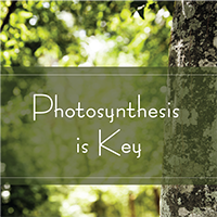 TAK213 Photosynthesis is Key